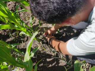 玉米植株土壤養分檢測